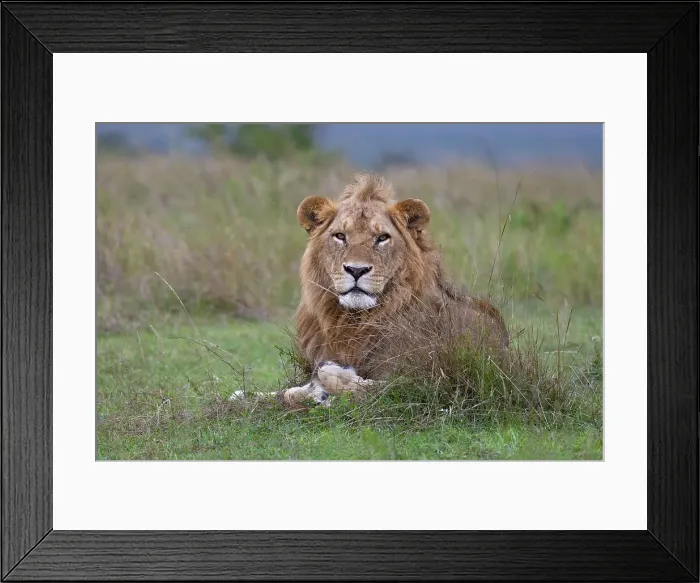 Framed Print : Lion (Panthera leo), Masai Mara, Kenya, East Africa, Africa