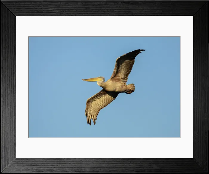 Framed Print : Pink-backed pelican (Pelecanus rufescens), Chobe River, Botswana, Africa Framed Print : Pink-backed pelican (Pelecanus rufescens), Chobe River, Botswana, Africa