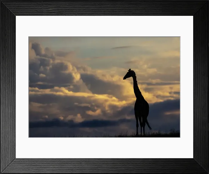 Framed Print : Giraffe (Giraffa camelopardalis), Masai Mara, Kenya, East Africa, Africa Framed Print : Giraffe (Giraffa camelopardalis), Masai Mara, Kenya, East Africa, Africa