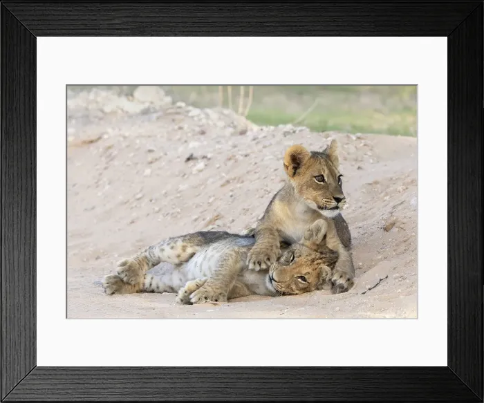 Framed Print : Lion (Panthera leo) cubs, Kgalagadi Transfrontier Park, Northern Cape, South Africa, Africa