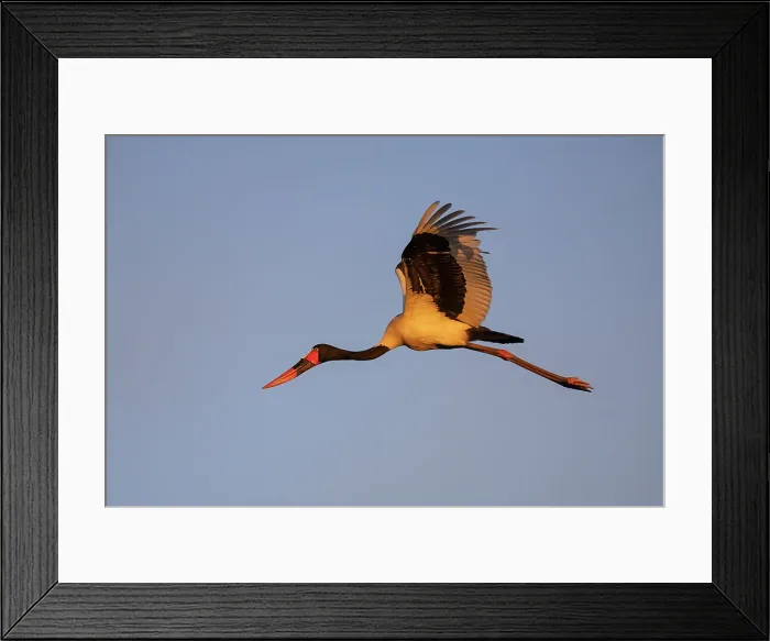 Framed Print : Saddle-billed stork (Ephippiorhynchus senegalensis) female in flight, Chobe National Park, Botswana, Africa Framed Print : Saddle-billed stork (Ephippiorhynchus senegalensis) female in flight, Chobe National Park, Botswana, Africa