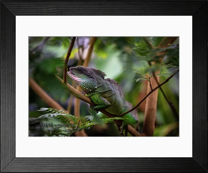 Framed Print : Green chameleon camouflaged among lush foliage, displaying natural wildlife and adaptation at Kew Gardens, London, England, United Kingdom, Europe Framed Print : Green chameleon camouflaged among lush foliage, displaying natural wildlife and adaptation at Kew Gardens, London, England, United Kingdom, Europe