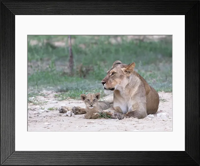 Framed Print : Lioness (Panthera leo) with cub, Kgalagadi Transfrontier Park, Northern Cape, South Africa, Africa Framed Print : Lioness (Panthera leo) with cub, Kgalagadi Transfrontier Park, Northern Cape, South Africa, Africa