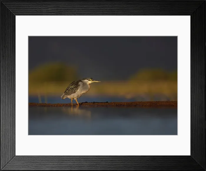 Framed Print : Striated heron (Butorides striata, Zimanga game reserve, KwaZulu-Natal, South Africa) Framed Print : Striated heron (Butorides striata, Zimanga game reserve, KwaZulu-Natal, South Africa)