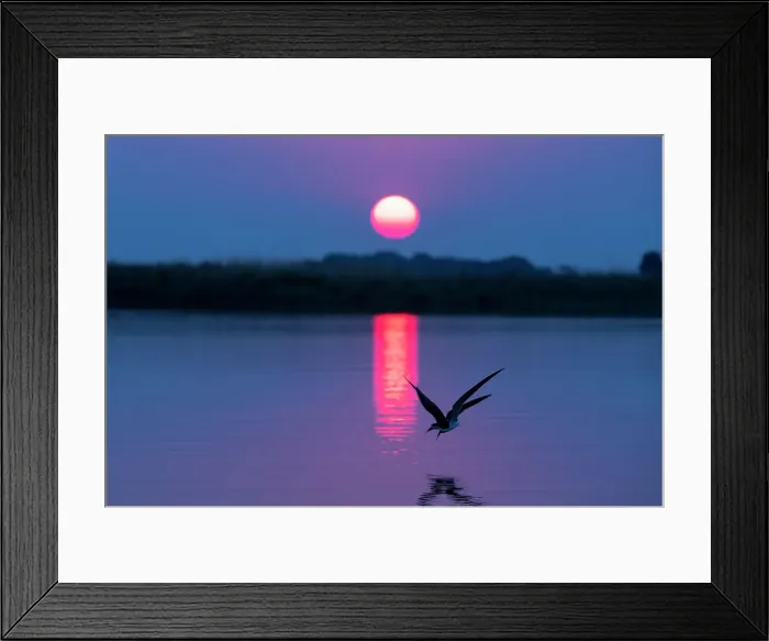 Framed Print : African skimmers (Rynchops flavirostris) at sunset, Chobe National Park, Botswana, Africa Framed Print : African skimmers (Rynchops flavirostris) at sunset, Chobe National Park, Botswana, Africa