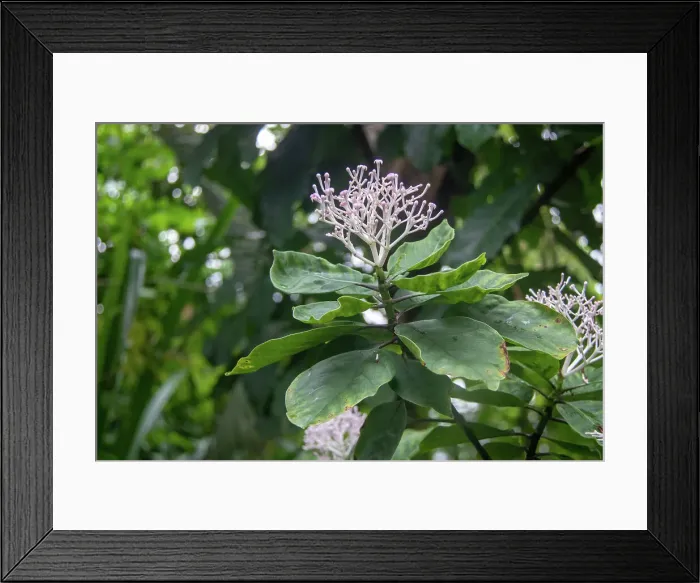 Framed Print : Close-up of a green plant with delicate white flowers against a blurred natural background at Kew Gardens, London, England, United Kingdom, Europe Framed Print : Close-up of a green plant with delicate white flowers against a blurred natural background at Kew Gardens, London, England, United Kingdom, Europe