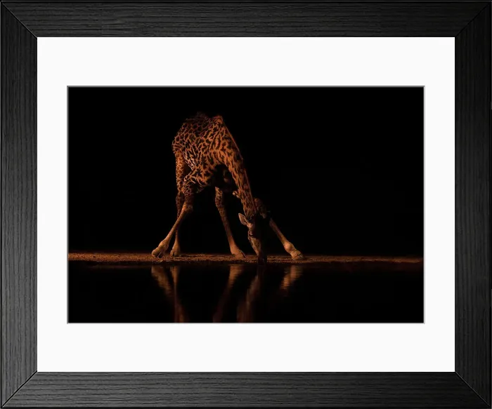 Framed Print : Giraffe (Giraffa camelopardalis) at water at night, Shompole, Kenya, East Africa, Africa Framed Print : Giraffe (Giraffa camelopardalis) at water at night, Shompole, Kenya, East Africa, Africa