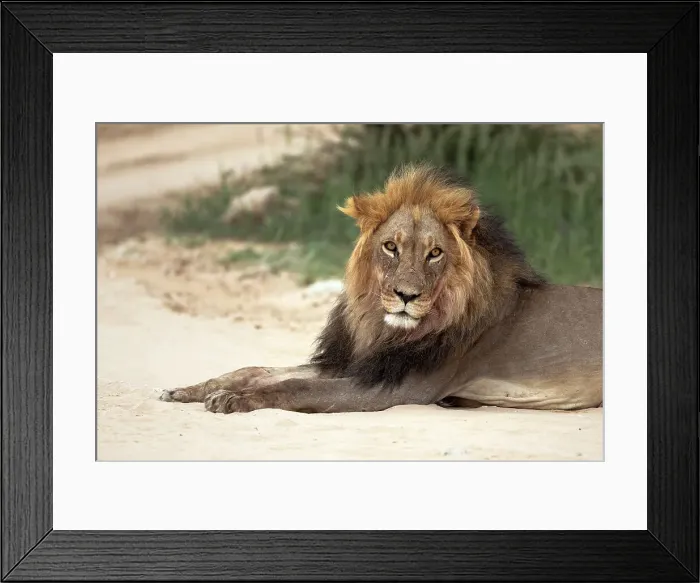 Framed Print : Lion (Panthera leo), Kgalagadi Transfrontier Park, Northern Cape, South Africa, Africa Framed Print : Lion (Panthera leo), Kgalagadi Transfrontier Park, Northern Cape, South Africa, Africa