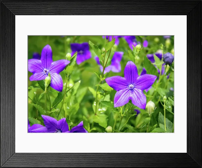 Framed Print : Vibrant purple bellflowers blooming in a lush green garden setting at Kew Gardens, London, England, United Kingdom, Europe Framed Print : Vibrant purple bellflowers blooming in a lush green garden setting at Kew Gardens, London, England, United Kingdom, Europe