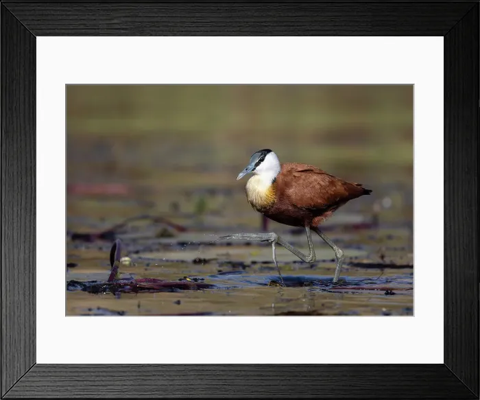 Framed Print : African jacana (Actophilornis africanus), Chobe National Park, Botswana, Africa Framed Print : African jacana (Actophilornis africanus), Chobe National Park, Botswana, Africa