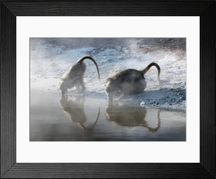 Framed Print : Chacma baboons (Papio ursinus) drinking, Chobe National Park, Botswana, Africa Framed Print : Chacma baboons (Papio ursinus) drinking, Chobe National Park, Botswana, Africa