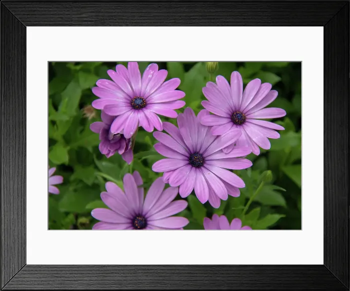 Framed Print : Vibrant purple daisies (osteospermum) with dew drops, nestled in lush green foliage at Kew Gardens, London, England, United Kingdom, Europe Framed Print : Vibrant purple daisies (osteospermum) with dew drops, nestled in lush green foliage at Kew Gardens, London, England, United Kingdom, Europe