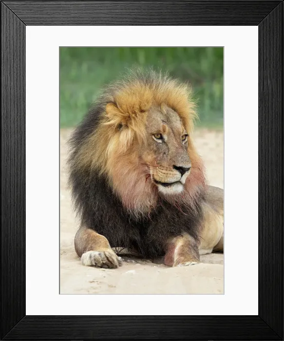 Framed Print : Lion (Panthera leo), Kgalagadi Transfrontier Park, Northern Cape, South Africa, Africa Framed Print : Lion (Panthera leo), Kgalagadi Transfrontier Park, Northern Cape, South Africa, Africa