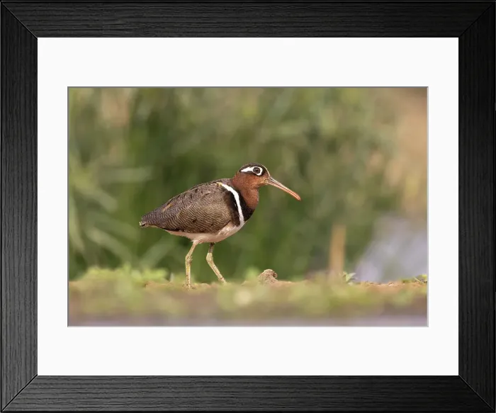 Framed Print : Greater painted-snipe (Rostratula benghalensis), Zimanga game reserve, South Africa, Africa Framed Print : Greater painted-snipe (Rostratula benghalensis), Zimanga game reserve, South Africa, Africa