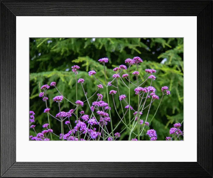 Framed Print : Vibrant purple flowers of verbena with delicate stems against a lush green foliage background at Kew Gardens, London, England, United Kingdom, Europe Framed Print : Vibrant purple flowers of verbena with delicate stems against a lush green foliage background at Kew Gardens, London, England, United Kingdom, Europe