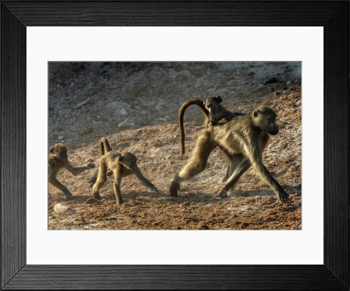 Framed Print : Chacma baboons (Papio ursinus), Chobe National Park, Botswana, Africa Framed Print : Chacma baboons (Papio ursinus), Chobe National Park, Botswana, Africa