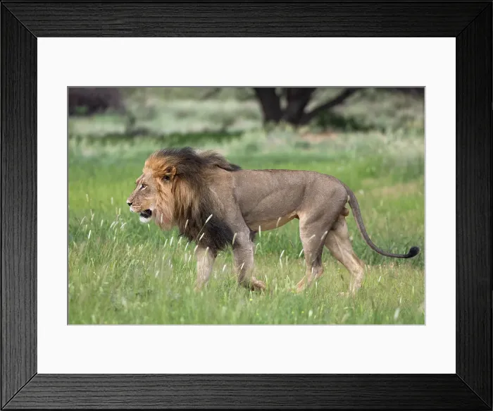 Framed Print : Lion (Panthera leo), Kgalagadi Transfrontier Park, Northern Cape, South Africa, Africa Framed Print : Lion (Panthera leo), Kgalagadi Transfrontier Park, Northern Cape, South Africa, Africa