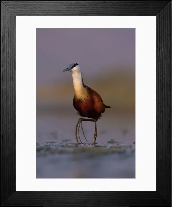 Framed Print : African jacana (Actophilornis africanus), Zimanga game reserve, South Africa, Africa Framed Print : African jacana (Actophilornis africanus), Zimanga game reserve, South Africa, Africa
