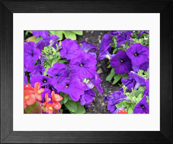 Framed Print : Vibrant purple petunias in bloom with green foliage, Kew Gardens, London, England, United Kingdom, Europe Framed Print : Vibrant purple petunias in bloom with green foliage, Kew Gardens, London, England, United Kingdom, Europe