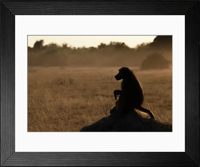 Framed Print : Chacma baboon (Papio ursinus), Chobe National Park, Botswana, Africa Framed Print : Chacma baboon (Papio ursinus), Chobe National Park, Botswana, Africa