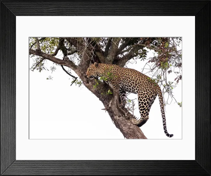 Framed Print : Leopard (Panthera pardus), Masai Mara, Kenya, East Africa, Africa Framed Print : Leopard (Panthera pardus), Masai Mara, Kenya, East Africa, Africa