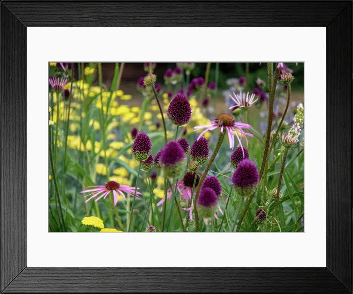 Framed Print : Vibrant garden with purple coneflowers (alliums) and yellow blooms, showcasing natural beauty and floral diversity at Kew Gardens, London, England, United Kingdom, Europe Framed Print : Vibrant garden with purple coneflowers (alliums) and yellow blooms, showcasing natural beauty and floral diversity at Kew Gardens, London, England, United Kingdom, Europe
