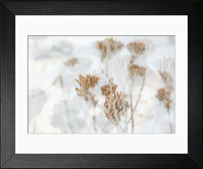 Framed Print : Dried aloe seedheads, South Africa, Africa Framed Print : Dried aloe seedheads, South Africa, Africa