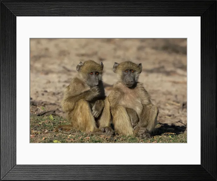 Framed Print : Chacma baboons (Papio ursinus), Chobe National Park, Botswana, Africa Framed Print : Chacma baboons (Papio ursinus), Chobe National Park, Botswana, Africa