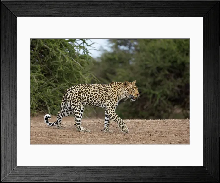Framed Print : Leopard (Panthera pardus), Mashatu Game Reserve, Botswana, Africa Framed Print : Leopard (Panthera pardus), Mashatu Game Reserve, Botswana, Africa