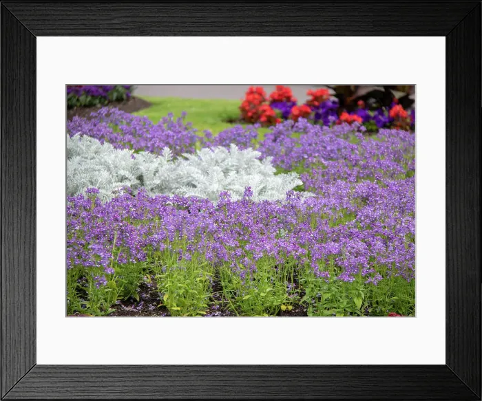 Framed Print : Vibrant garden with purple flowers and green foliage, Kew Gardens, London, England, United Kingdom, Europe Framed Print : Vibrant garden with purple flowers and green foliage, Kew Gardens, London, England, United Kingdom, Europe
