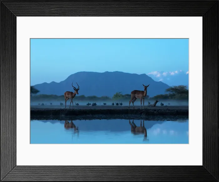 Framed Print : Impala (Aepyceros melampus), Shompole, Kenya, East Africa, Africa Framed Print : Impala (Aepyceros melampus), Shompole, Kenya, East Africa, Africa