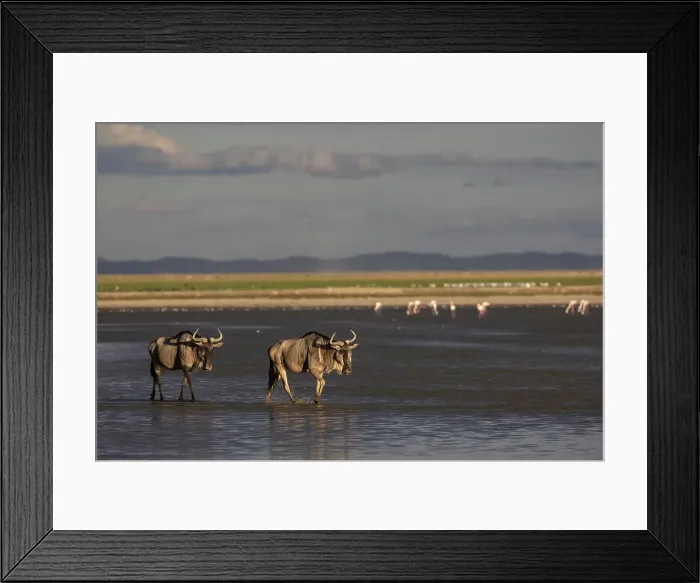 Framed Print : Blue wildebeest (Connochaetes taurinus) (gnu), Amboseli National Park, Kenya, East Africa, Africa Framed Print : Blue wildebeest (Connochaetes taurinus) (gnu), Amboseli National Park, Kenya, East Africa, Africa