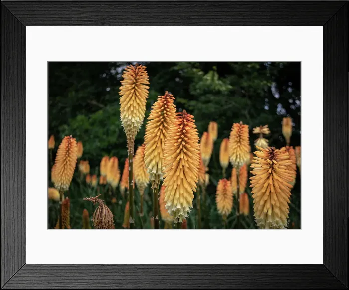 Framed Print : Vibrant orange kniphofia flowers (red hot pokers), against a lush green background at Kew Gardens, London, England, United Kingdom, Europe