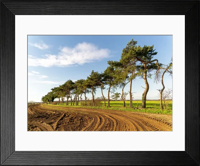 Framed Print : A line of Scots pine trees marking a field boundary in the countryside, Shottisham, Suffolk, England, United Kingdom, Europe Framed Print : A line of Scots pine trees marking a field boundary in the countryside, Shottisham, Suffolk, England, United Kingdom, Europe