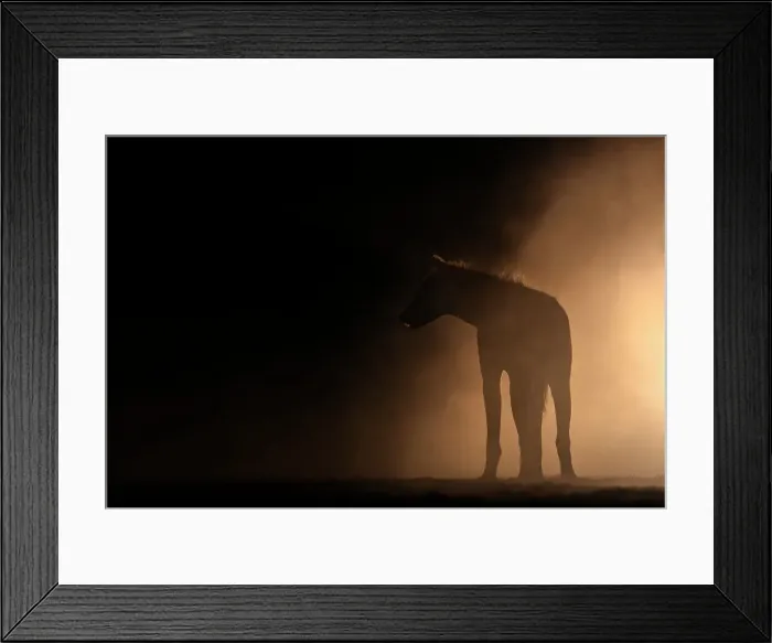 Framed Print : Spotted hyena (Crocuta crocuta) at night, Shompole, Kenya, East Africa, Africa Framed Print : Spotted hyena (Crocuta crocuta) at night, Shompole, Kenya, East Africa, Africa