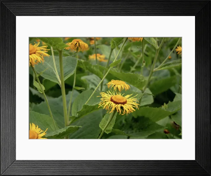 Framed Print : Photo of yellow inula flowers at Kew Gardens, London, England, United Kingdom, Europe Framed Print : Photo of yellow inula flowers at Kew Gardens, London, England, United Kingdom, Europe