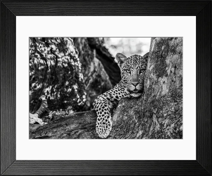 Framed Print : Leopard (Panthera pardus), Mashatu Game Reserve, Botswana, Africa Framed Print : Leopard (Panthera pardus), Mashatu Game Reserve, Botswana, Africa