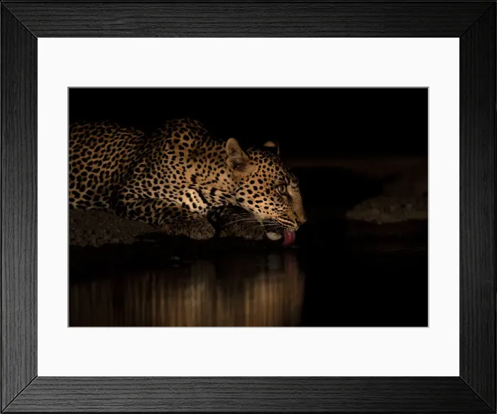 Framed Print : Leopard (Panthera pardus) drinking at night, Shompole, Kenya, East Africa, Africa Framed Print : Leopard (Panthera pardus) drinking at night, Shompole, Kenya, East Africa, Africa