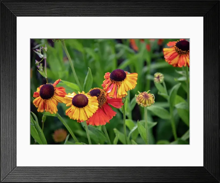 Framed Print : Vibrant orange and yellow heleniums with lush green foliage in a garden setting at Kew Gardens, London, England, United Kingdom, Europe Framed Print : Vibrant orange and yellow heleniums with lush green foliage in a garden setting at Kew Gardens, London, England, United Kingdom, Europe