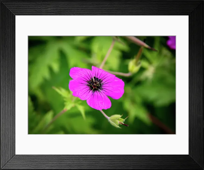 Framed Print : Vibrant purple geranium flower with delicate petals against a blurred green foliage background at Kew Gardens, London, England, United Kingdom, Europe Framed Print : Vibrant purple geranium flower with delicate petals against a blurred green foliage background at Kew Gardens, London, England, United Kingdom, Europe