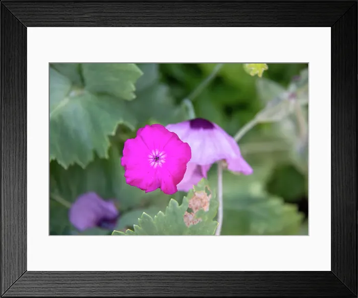 Framed Print : Vibrant pink flower with a blurred green leafy background at Kew Gardens, London, England, United Kingdom, Europe Framed Print : Vibrant pink flower with a blurred green leafy background at Kew Gardens, London, England, United Kingdom, Europe