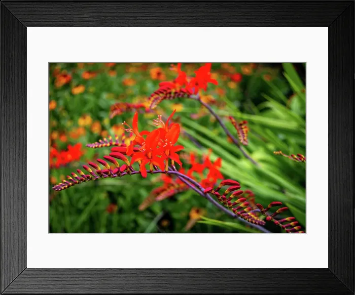 Framed Print : Vibrant red crocosmia flowers with green foliage background at Kew Gardens, London, England, United Kingdom, Europe Framed Print : Vibrant red crocosmia flowers with green foliage background at Kew Gardens, London, England, United Kingdom, Europe