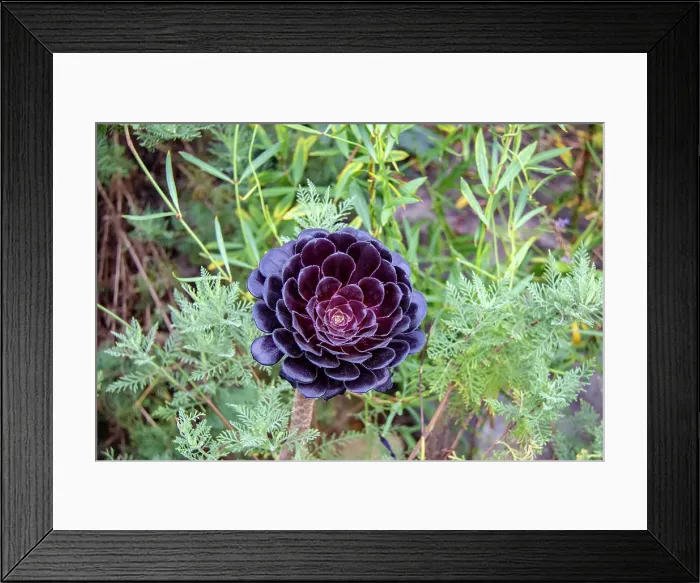 Framed Print : Dark purple aeonium plant surrounded by green foliage at Kew Gardens, London, England, United Kingdom, Europe Framed Print : Dark purple aeonium plant surrounded by green foliage at Kew Gardens, London, England, United Kingdom, Europe