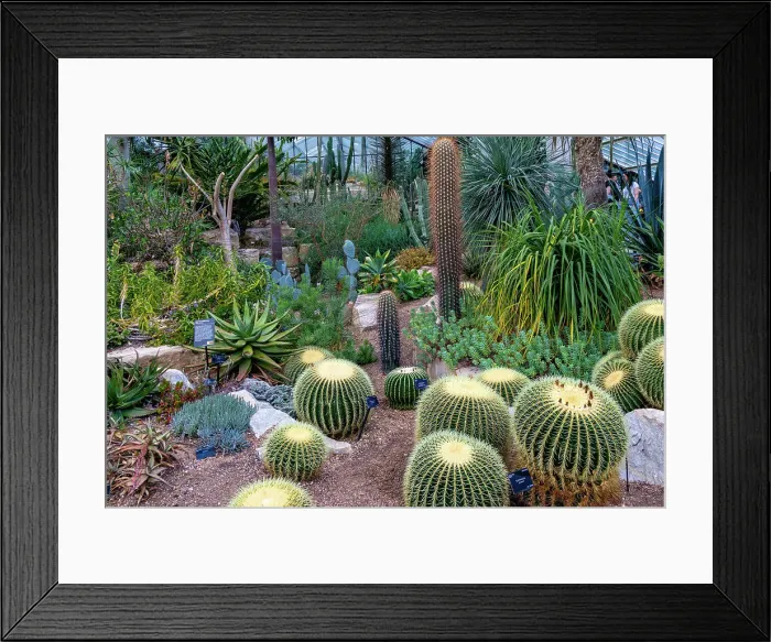Framed Print : Lush cactus garden with a variety of succulents and desert plants of diverse shapes and textures at Kew Gardens, London, England, United Kingdom, Europe Framed Print : Lush cactus garden with a variety of succulents and desert plants of diverse shapes and textures at Kew Gardens, London, England, United Kingdom, Europe