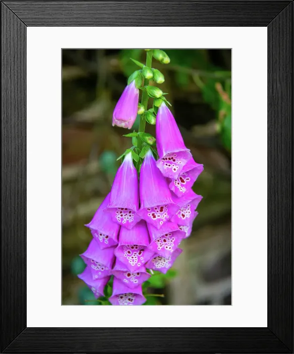 Framed Print : Vibrant purple foxglove flowers with spotted throats, in a natural garden setting at Kew Gardens, London, England, United Kingdom, Europe