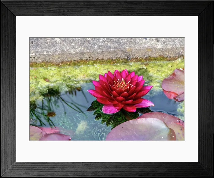 Framed Print : Vibrant pink water lily blooming in a tranquil pond with green algae and lily pads, reflecting serene beauty in nature at Kew Gardens, London, England, United Kingdom, Europe Framed Print : Vibrant pink water lily blooming in a tranquil pond with green algae and lily pads, reflecting serene beauty in nature at Kew Gardens, London, England, United Kingdom, Europe