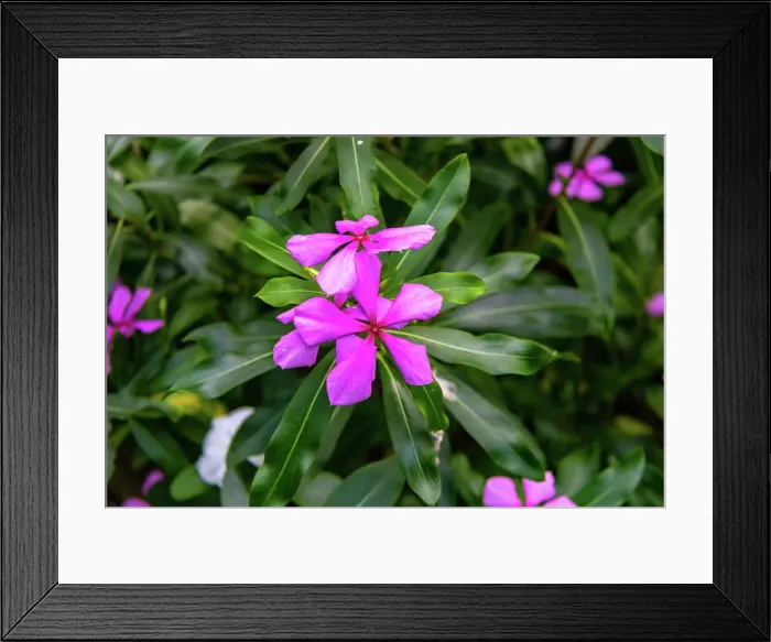 Framed Print : Vibrant pink periwinkle flowers with lush green foliage background at Kew Gardens, London, England, United Kingdom, Europe Framed Print : Vibrant pink periwinkle flowers with lush green foliage background at Kew Gardens, London, England, United Kingdom, Europe