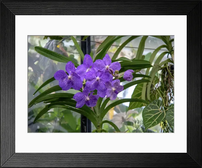 Framed Print : Vibrant purple orchids with green foliage in a greenhouse setting at Kew Gardens, London, England, United Kingdom, Europe Framed Print : Vibrant purple orchids with green foliage in a greenhouse setting at Kew Gardens, London, England, United Kingdom, Europe