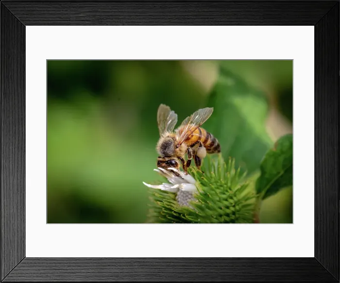 Framed Print : Close-up of a honeybee pollinating a white flower on a green spiky plant, with a blurred natural background, United Kingdom, Europe Framed Print : Close-up of a honeybee pollinating a white flower on a green spiky plant, with a blurred natural background, United Kingdom, Europe