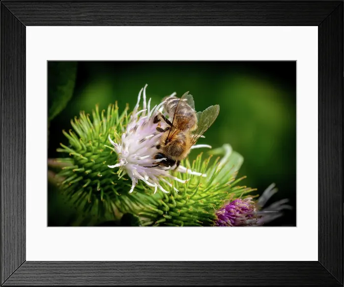 Framed Print : Honeybee collecting nectar on a vibrant thistle flower, with a dark green blurred background, United Kingdom, Europe